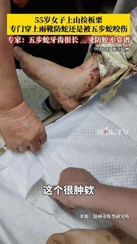 无知者无畏！9月15日，浙江温州，一女子在山上捡栗子时，因为怕被蛇咬，就专门穿了