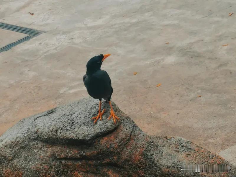 起床后，我决定给生活加点“料”，尝试做顿新早餐。结果，煎蛋变成了“抽象画”，面包