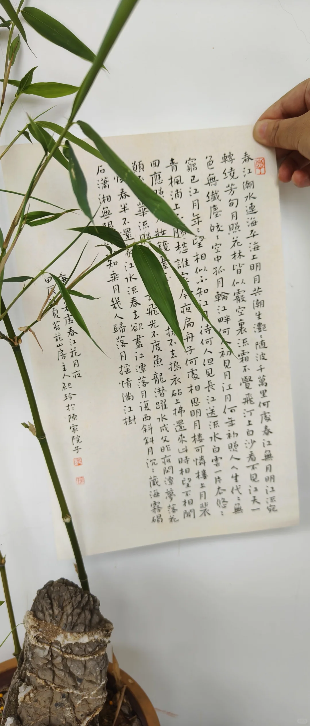 又想买竹子了，种一次死一次。