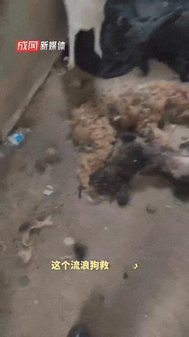 安徽宣城，12月9日报道一流浪狗救助基地断粮，100多条流浪狗足足饿了20多天，