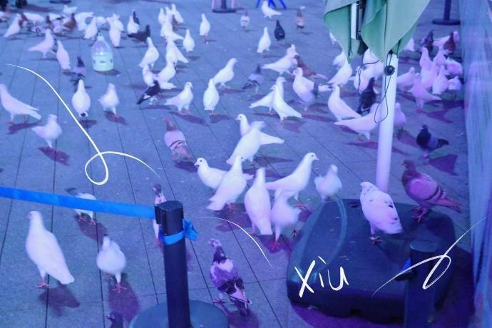 白鹿说图没修全是原图白鹿相机参数能不能发我一份别人秋天：落叶。白鹿秋天：原图直出