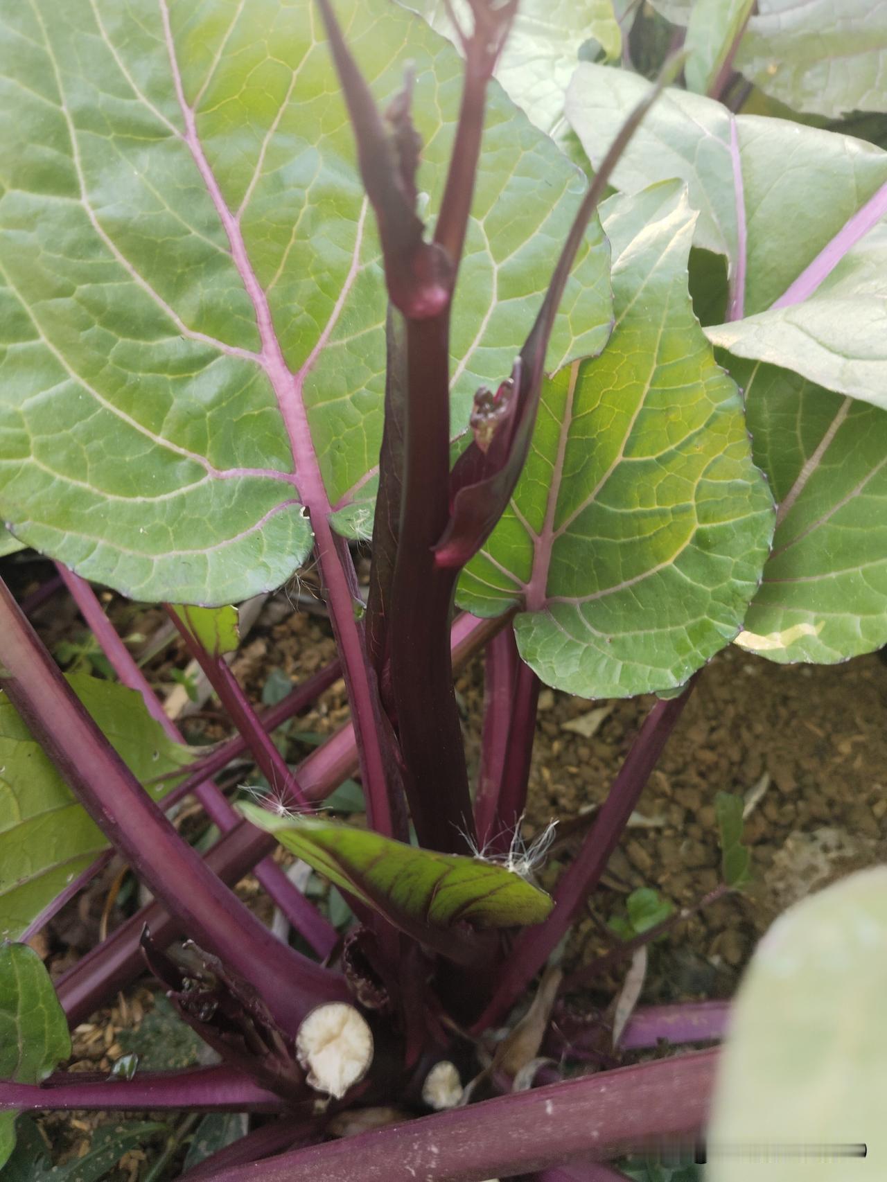 今年的红菜苔又可以吃了，红菜苔微苦中带着清甜，吃在嘴里回甘非常的解腻，大鱼大肉吃