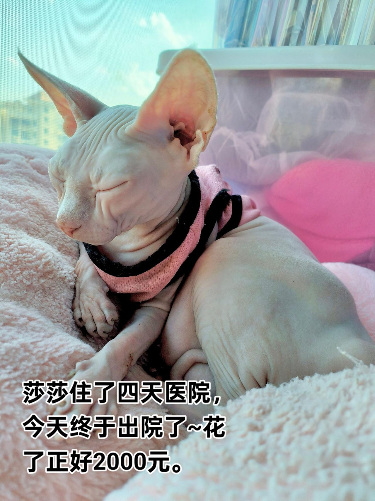 莎莎终于出院啦，花了2000元~铲屎官的日常记录 猫式慵懒 慵懒大橘 猫猫可以治
