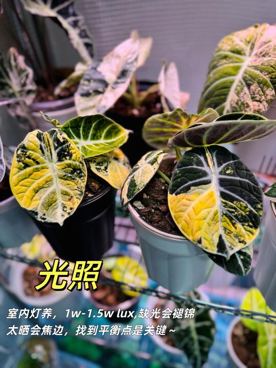 海芋锦·分享｜养护