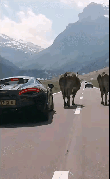 牛：催社么催？你牛还是我牛[机智]