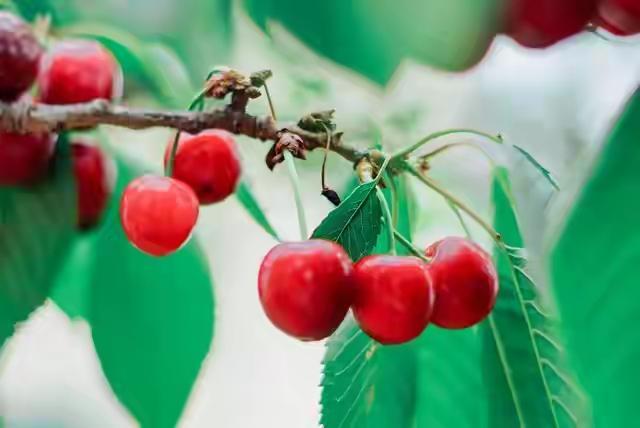 在农村摘樱桃吃

三月樱桃四月甜，
红似珍珠一身欢。
攀枝摘得果一捧，
满嘴清鲜