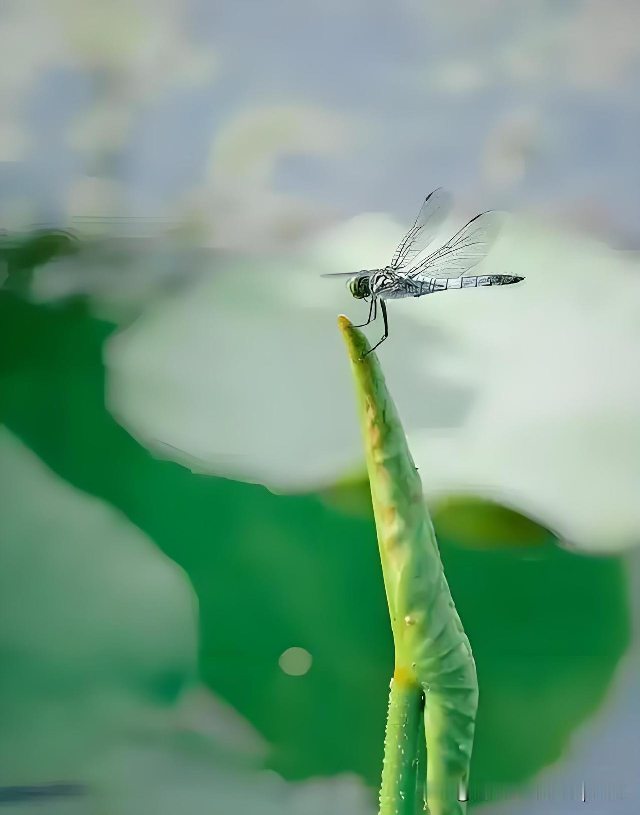 《新 荷》
——宋·朱淑真
平波浮动洛妃钿，
翠色娇圆小更鲜。
荡漾湖光三十顷，