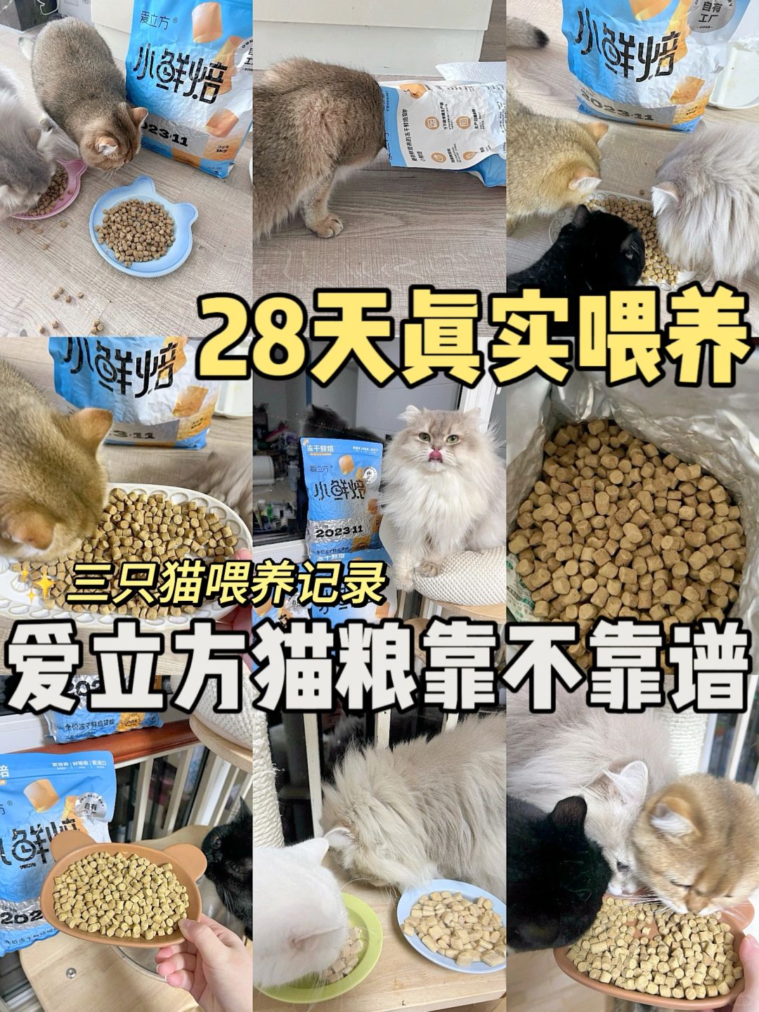 28天真实喂养测评❗️爱立方猫粮行不行