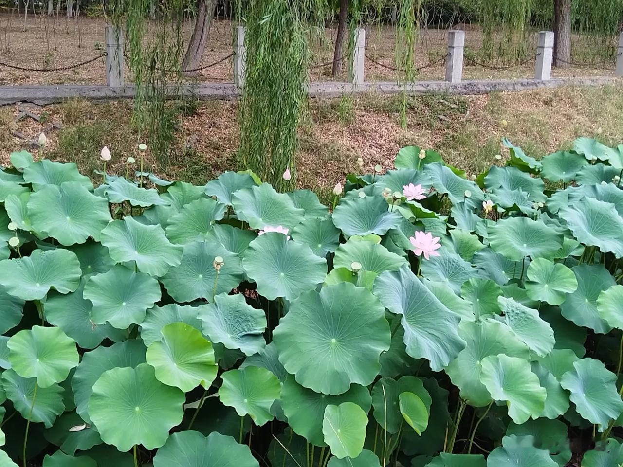 我这几天当妈当的，感觉有间歇性神 经病了[石化]
孩子放假在家十几天了，除去和我