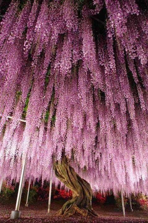 花瀑一瞥惊鸿……