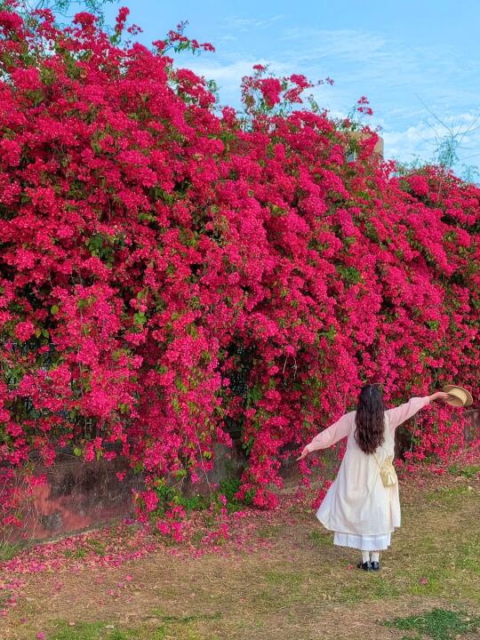 好震撼！！发现广州绝美三角梅瀑布！🌸Live图