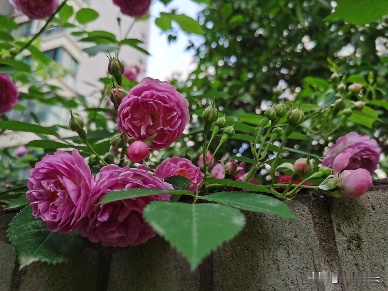 胡适先生说：“吸收进来的智识思想，无论是看书来的，或者是听讲来的，都只是模糊零碎