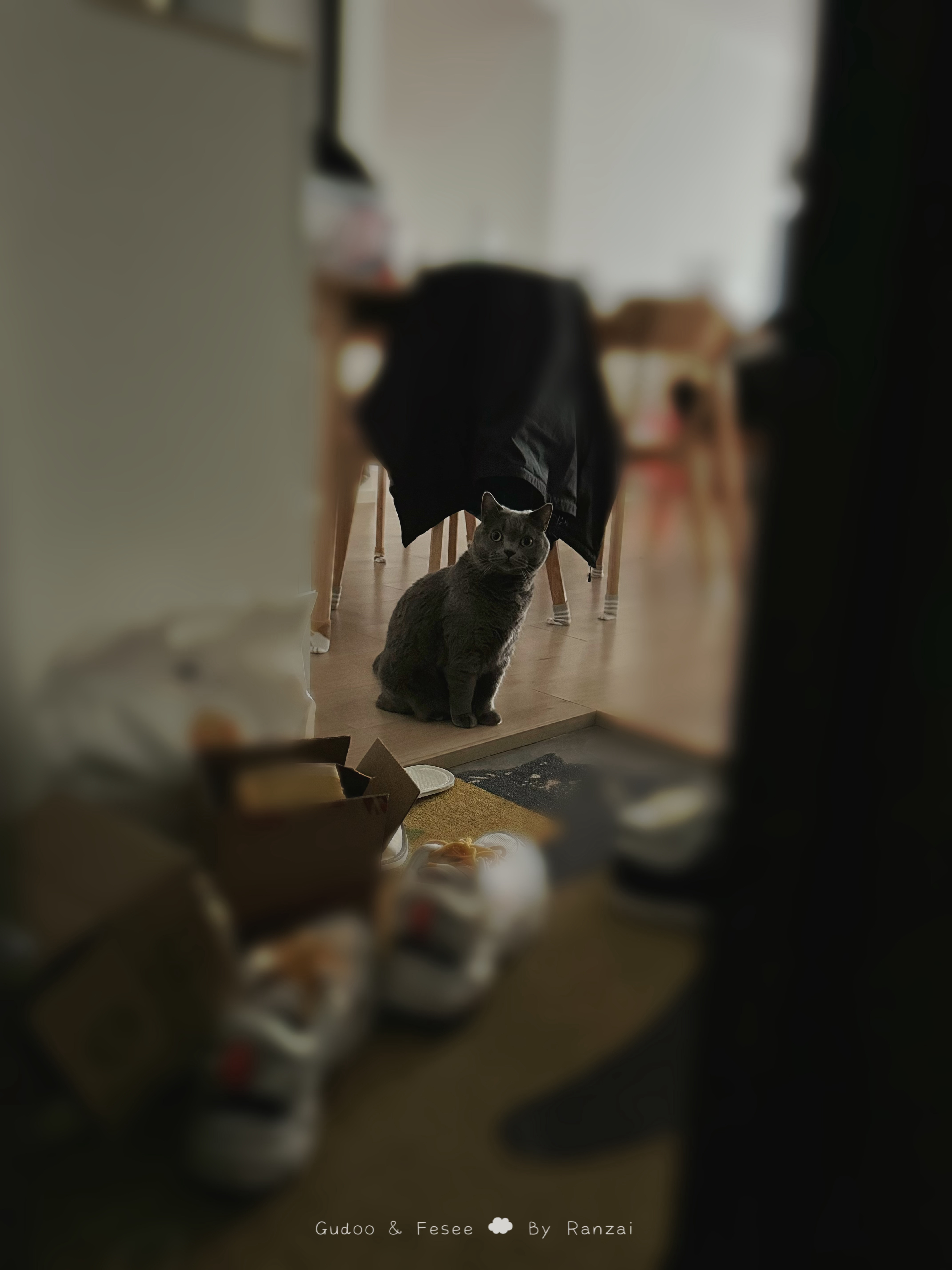 妈妈妈妈你上班的地方真的不可以带小猫吗？#菇冬怎么肥四[超话]##萌宠初冬日记#