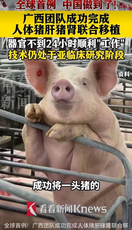 全球首例！广西一帮医生，居然把一整头猪的肝脏，连同两颗猪腰子，一次性移植到了一个