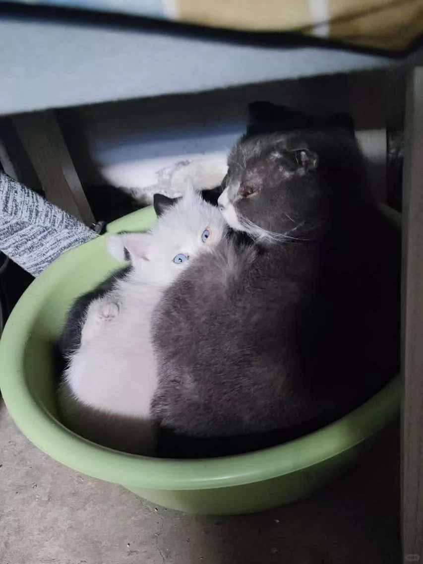 北京流浪蓝猫和两只幼崽求助求家！