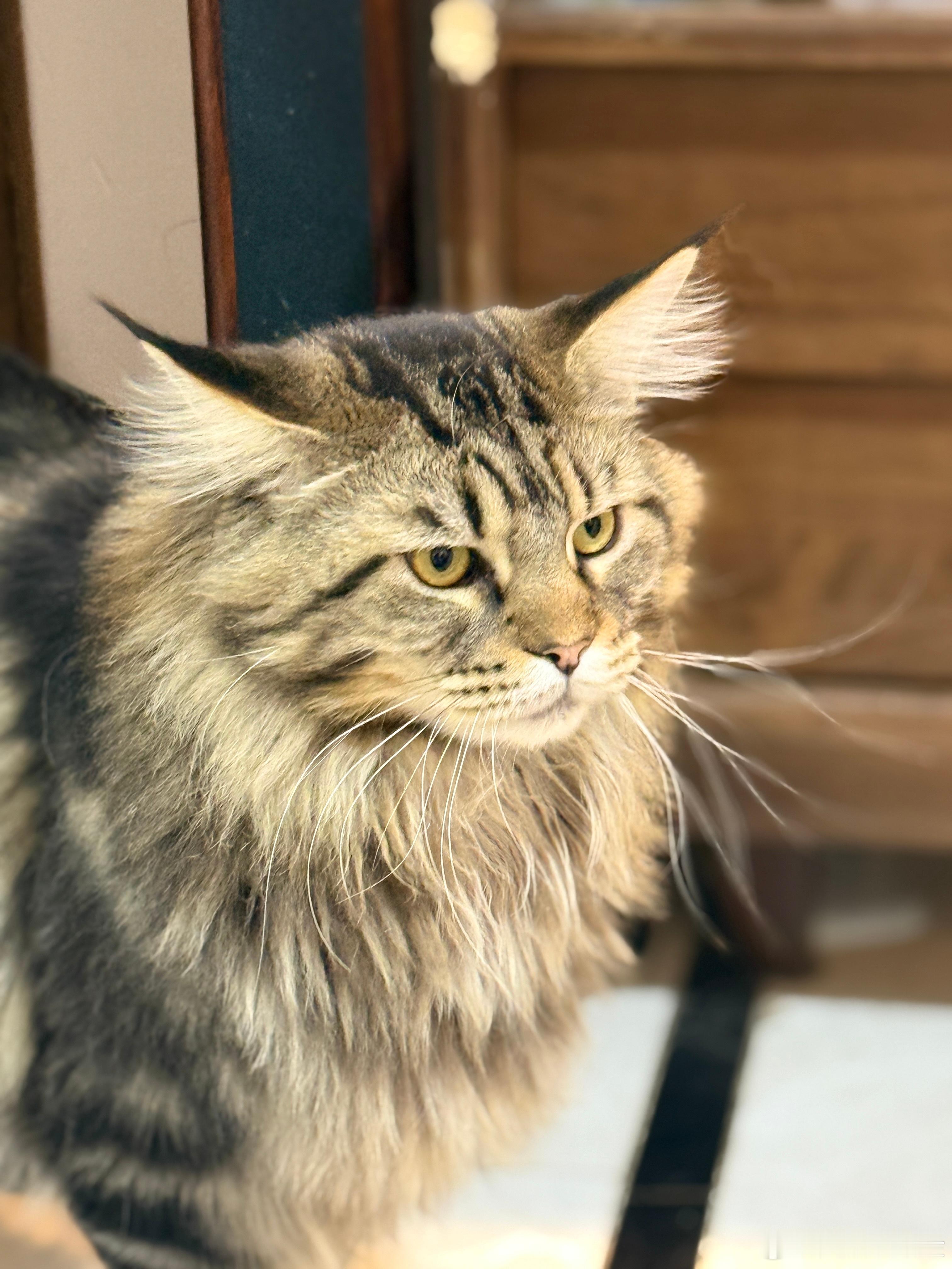 我一出手就是宠物大片 别人家的小猫小狗我都垂涎 ​​​