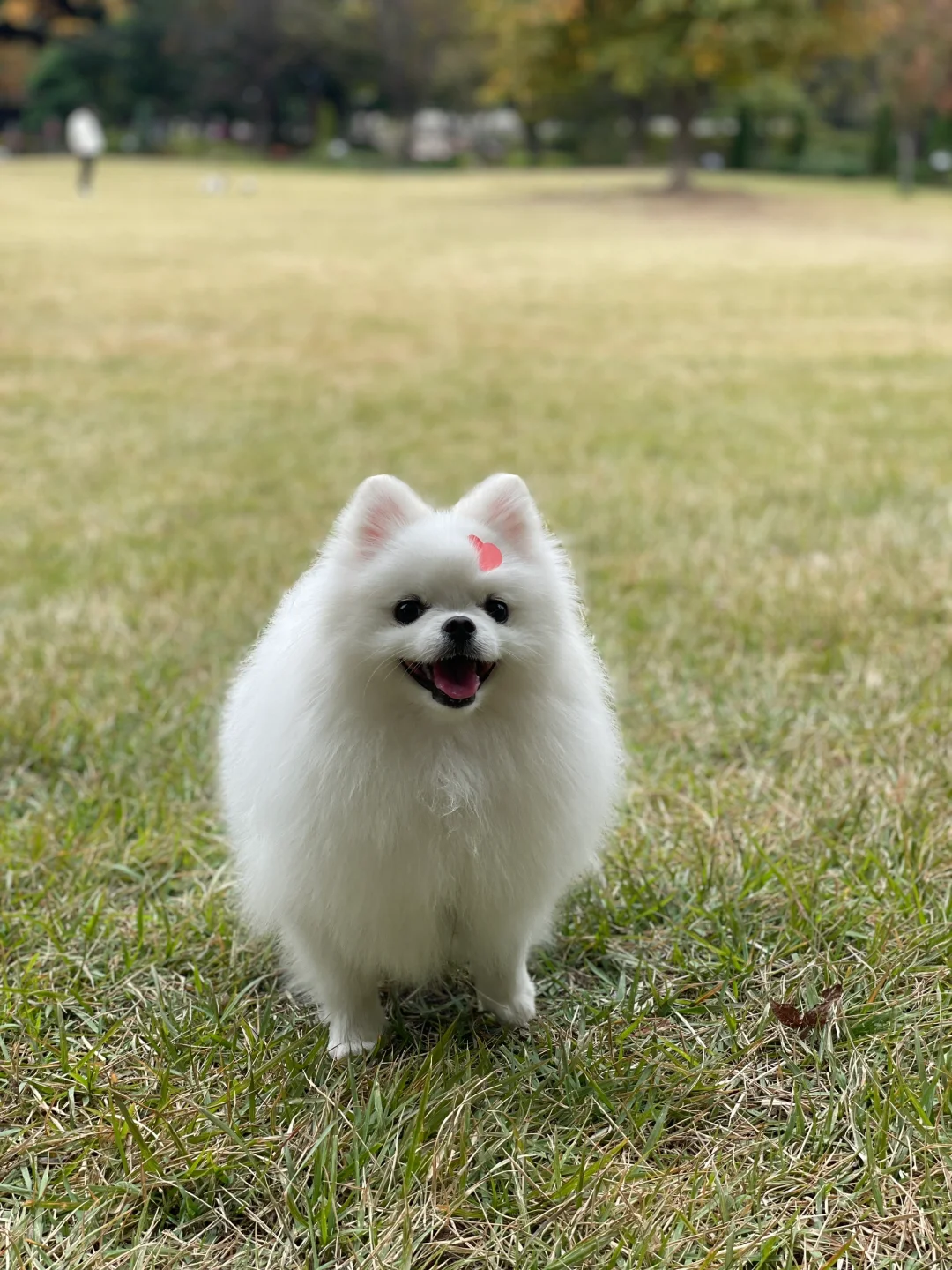 iphone人像拍狗狗像ai出图