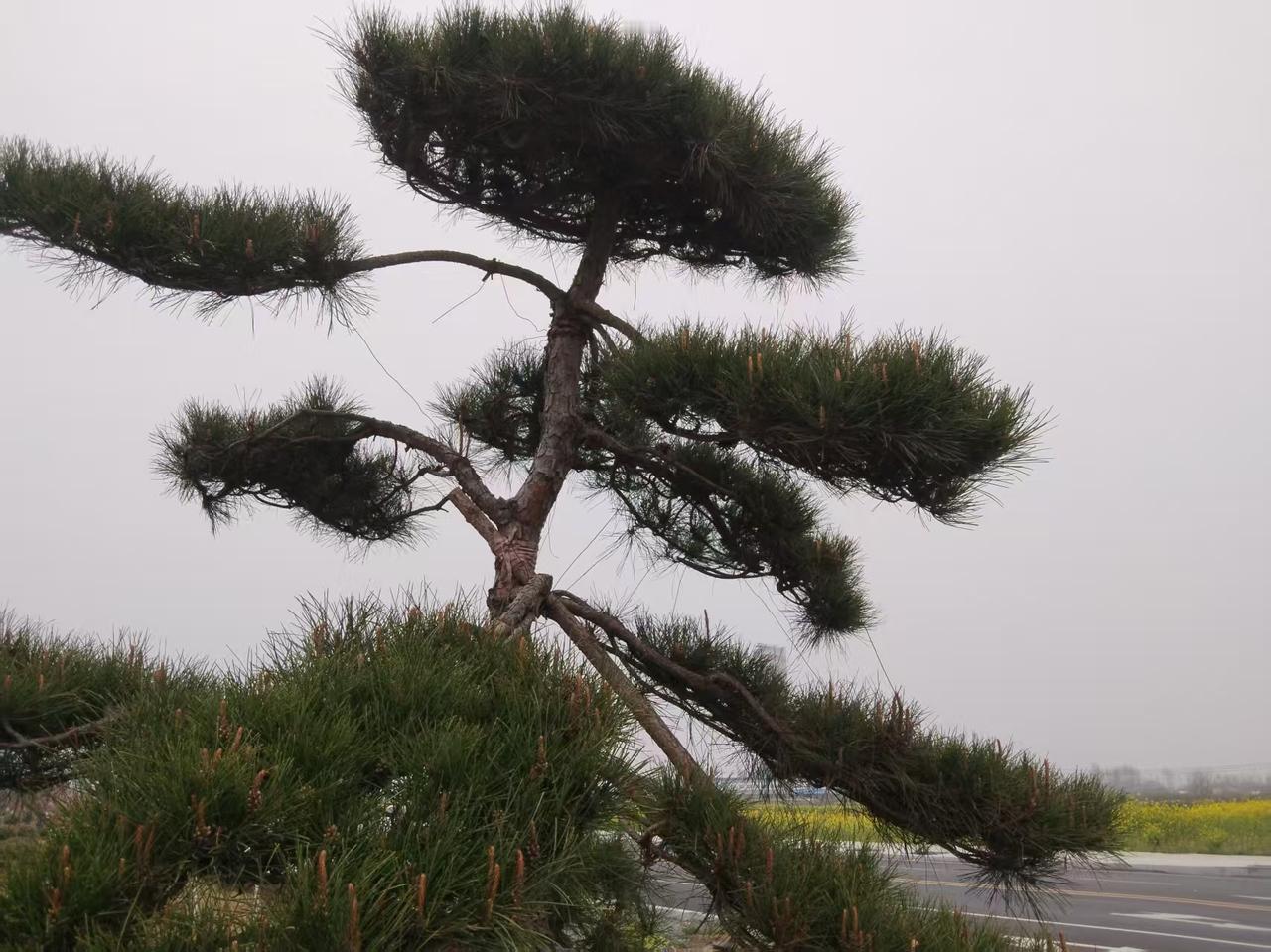 晨雾还没散尽，那棵迎客松就立在路口，像位守了百年的老者。枝干是深褐的，皴裂的纹路