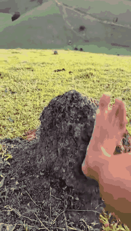 蚂蚁们都蒙圈了，这对它们而言算10级地震？
##
对它们而言，不仅是地震，还是迁