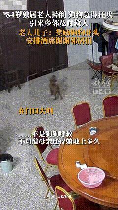 一84岁独居老人不慎摔倒，狗狗急的不停大叫，引来多名邻居，将其送往医院，现已转到