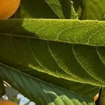 枇杷种植需选地势高、排水好的沙壤土，pH值5.5-6.5为宜。定植时间选春秋季，