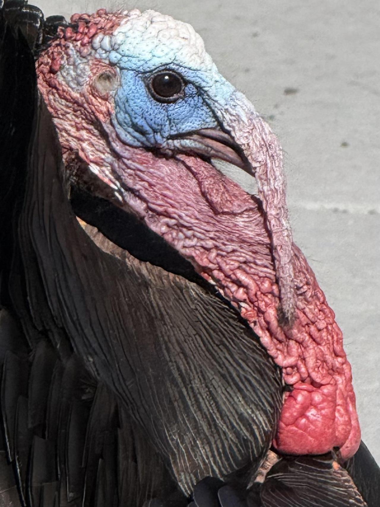 这只火鸡的头部肉垂和肉冠鲜艳突出，雄性特征明显，常被视为健康或吸引力的标志。照片