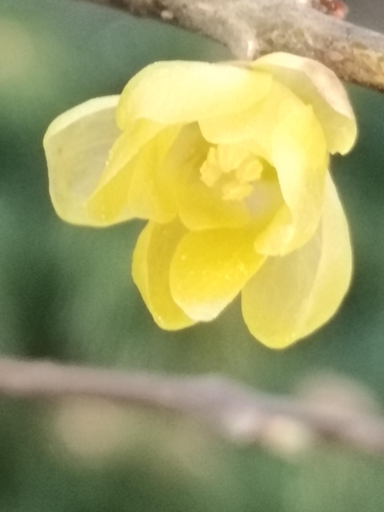 分享一下你拍的花朵