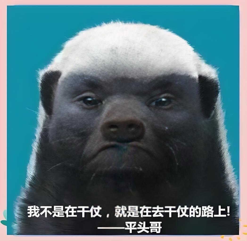 大头的风格像不像平头哥🦨？
生死看淡，不服就干。
平头银发白披风，上场就在战斗