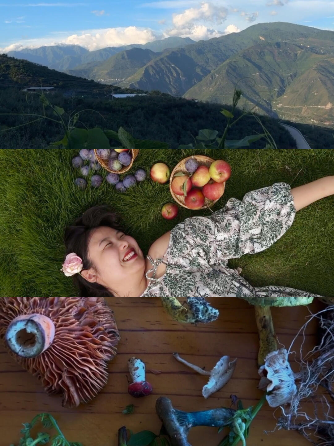 乡村生活 | 🌳摘李子、采菌子、悠闲避暑