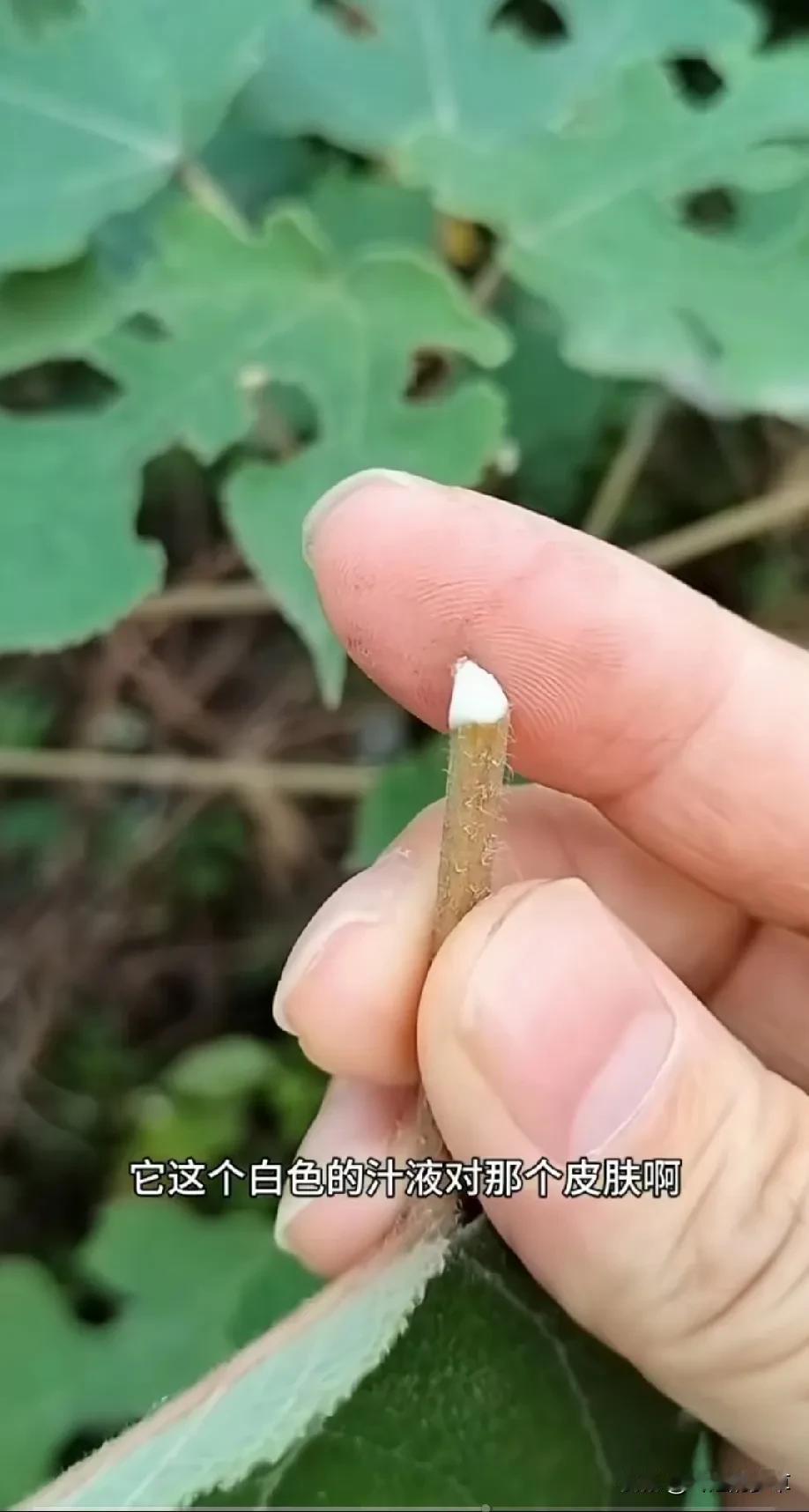 这种有白色汁液的植物。它那个白色汁液对那个及肤，好多人不懂得它价值