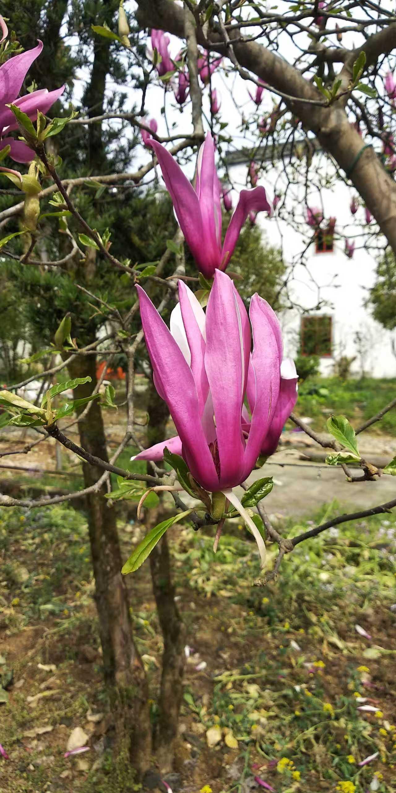 记录我的2026这叫什么花？