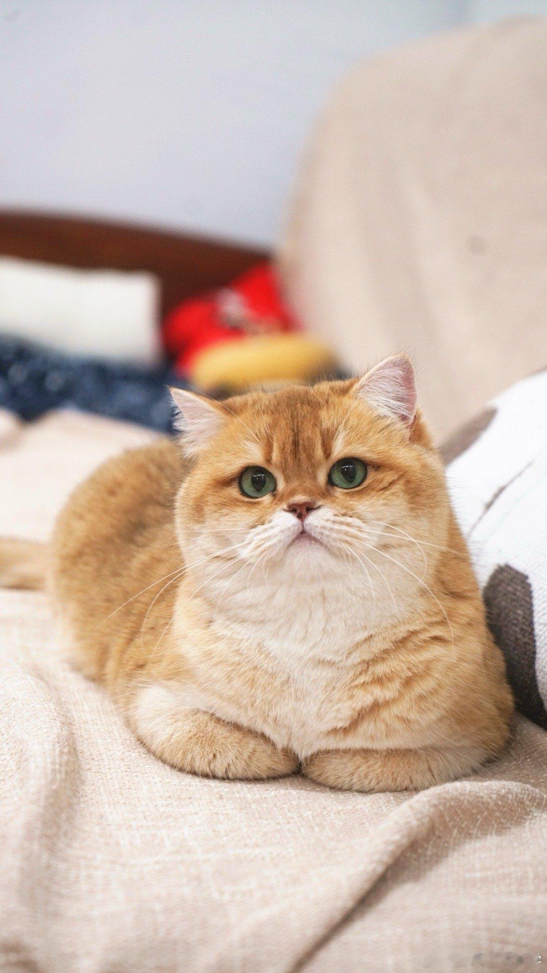 两种风格的猫猫[费解]#我家有宠初成长##转发接龙开心年##日常分享# ​​​