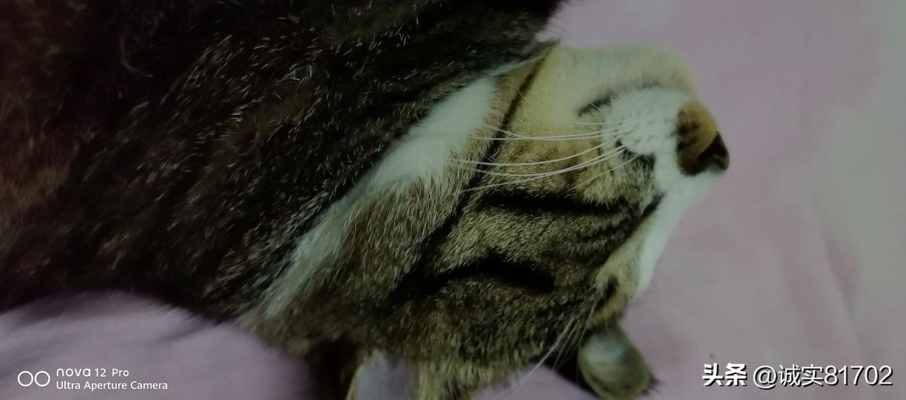 晒出你家猫咪治愈的照片或视频这家伙真的有时无聊透顶，除了睡觉，基本上都是找点事做