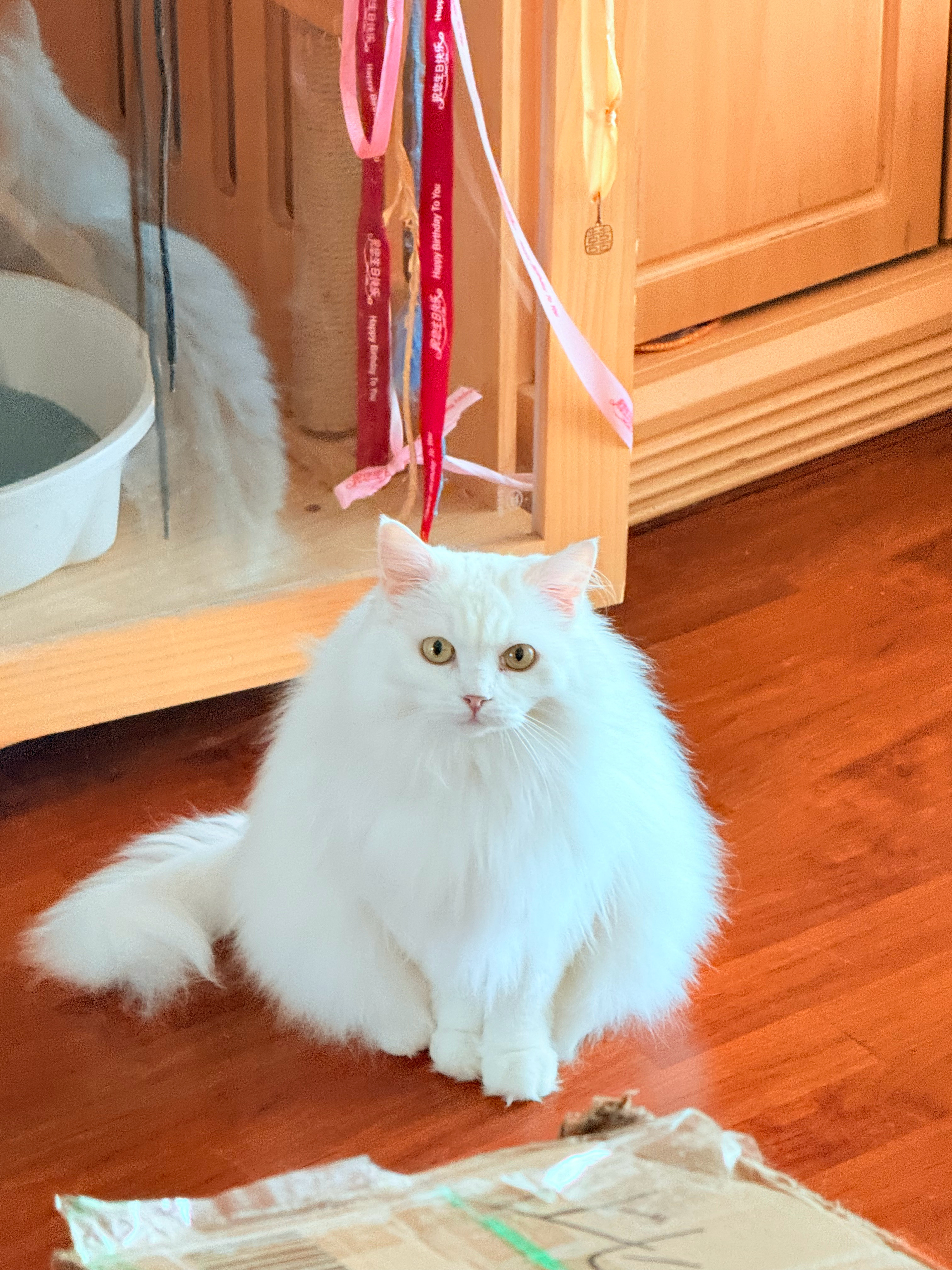 小猫早上试图钻进大箱子里被带走，但其实那个箱子我今天并不拿走hhhh想到几天后又