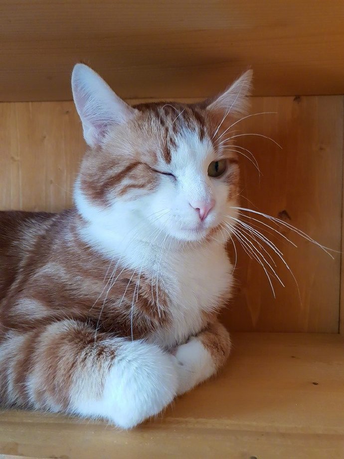 正在练习放电的猫咪，看看能捕捉到多少心...