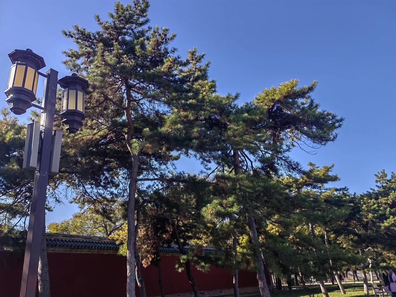 喜欢松由来已久，小时候在老家几乎没有松树，所以傻傻分不清松和柏，错把柏树当松钟情