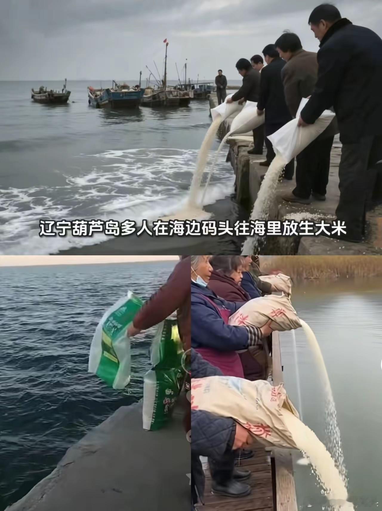 人果然不能吃得太饱！辽宁葫芦岛“放生大米”事件持续发酵，当天几名中老年人在海边码