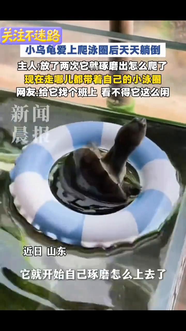 爱上爬泳圈的小乌龟，两眼一睁就是躺。
新闻晨报。
小乌龟爱上爬泳圈后天天躺倒。主