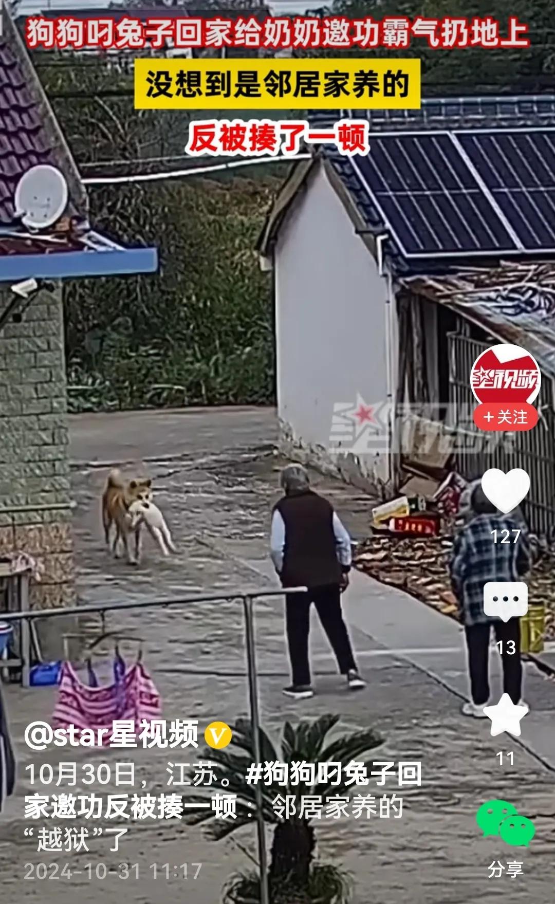 #狗狗叼兔子回家邀功反被揍一顿#
狗狗叼着一只兔子兴高采烈的回来了。
狗狗：奶奶