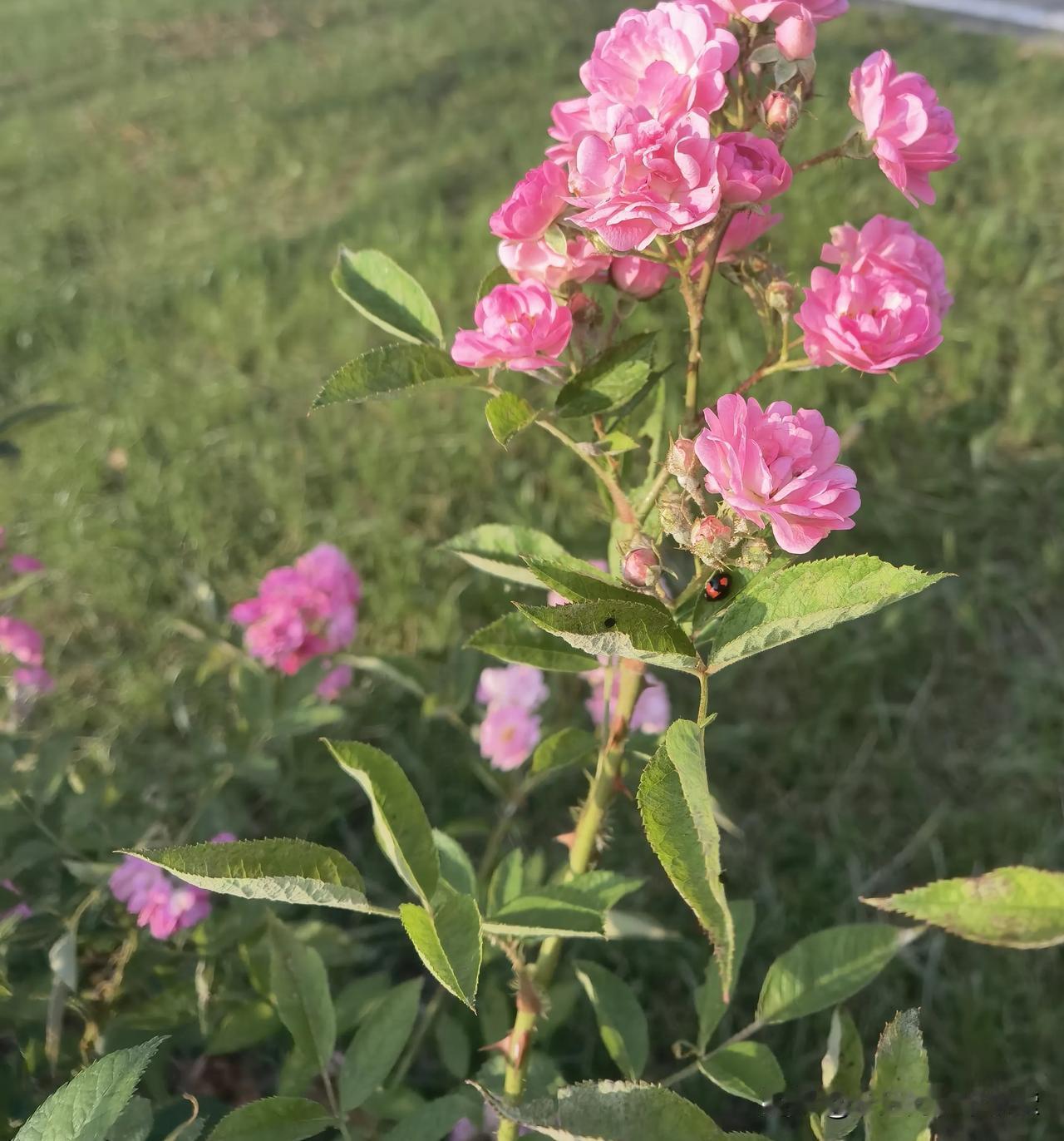 人，很多时候都很矛盾。
      爱着的时候，总喜欢寻找蛛丝马迹来证明ta不爱