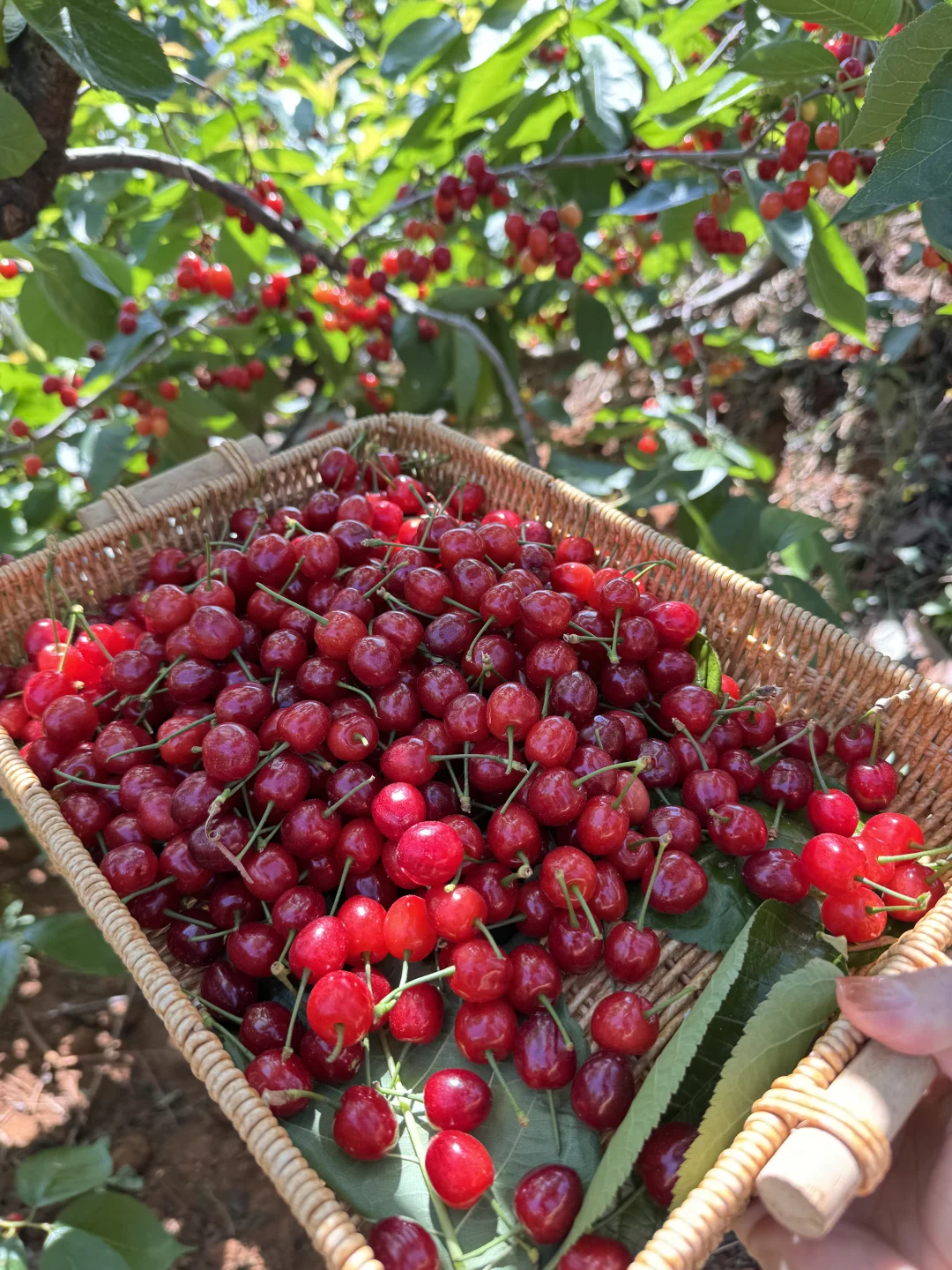 玛瑙红小樱桃熟啦，一把一把塞进嘴巴好甜