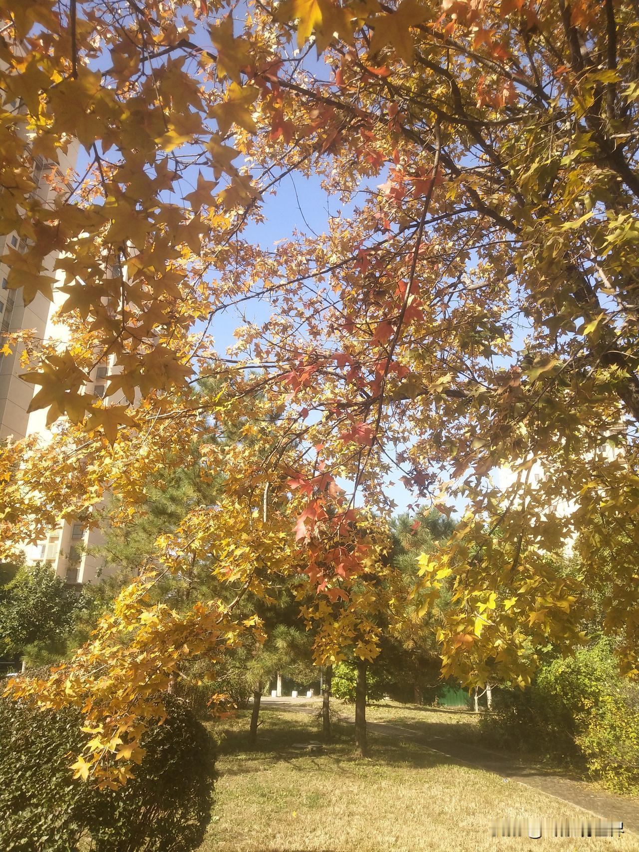 晒图笔记大赛秋天的树叶在暖阳的照射下，变得熠熠生辉。