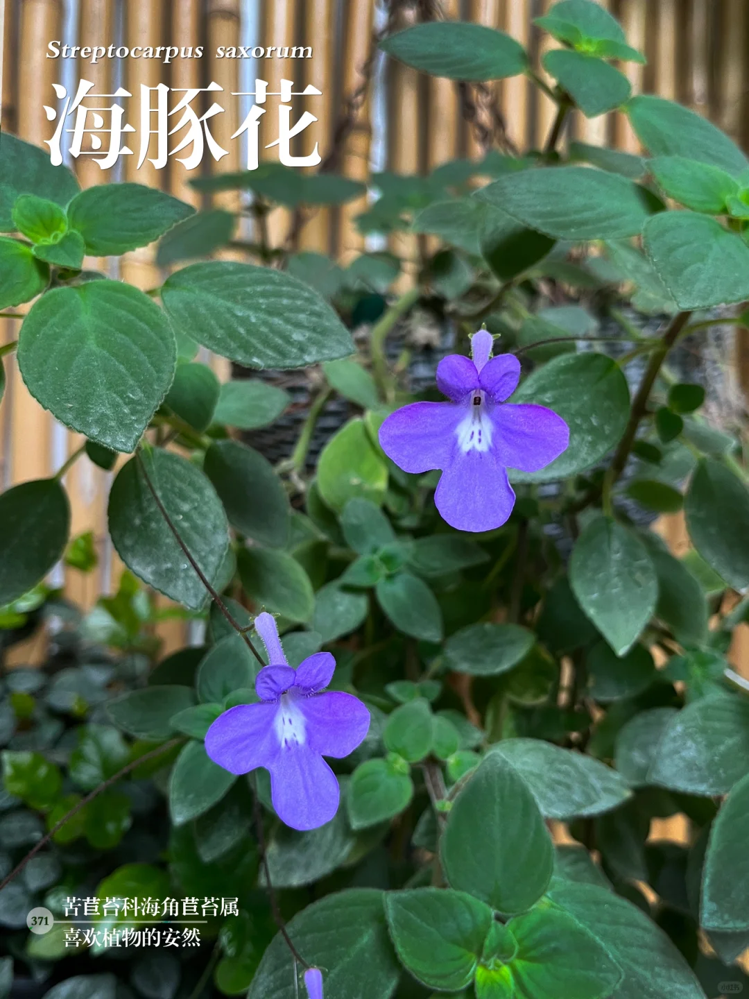 福州植物打标371｜花型奇特雅致的海豚花