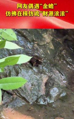 山东，一女子游玩期间，突然看见了趴在石头上的“金蟾”，于是女子就对着大喊财源滚滚