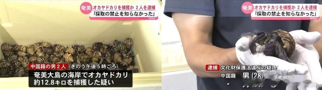 奄美大岛陆生寄居蟹再遭盗捕，两名中国籍男子非法捕捞被当场查获！
 
日本鹿儿岛县