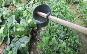 某名人妻子种有机菜，自己养鸡，然后用鸡屎施肥。确实挺能干，也挺原始。但是，动物粪