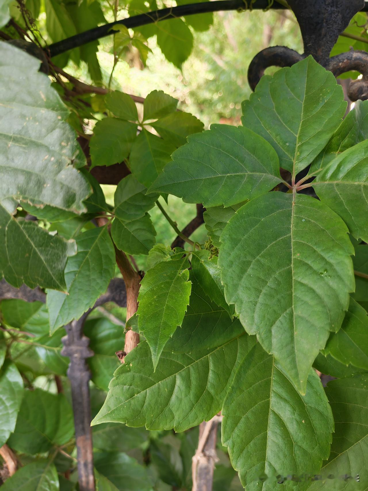 真心话茶局绿叶