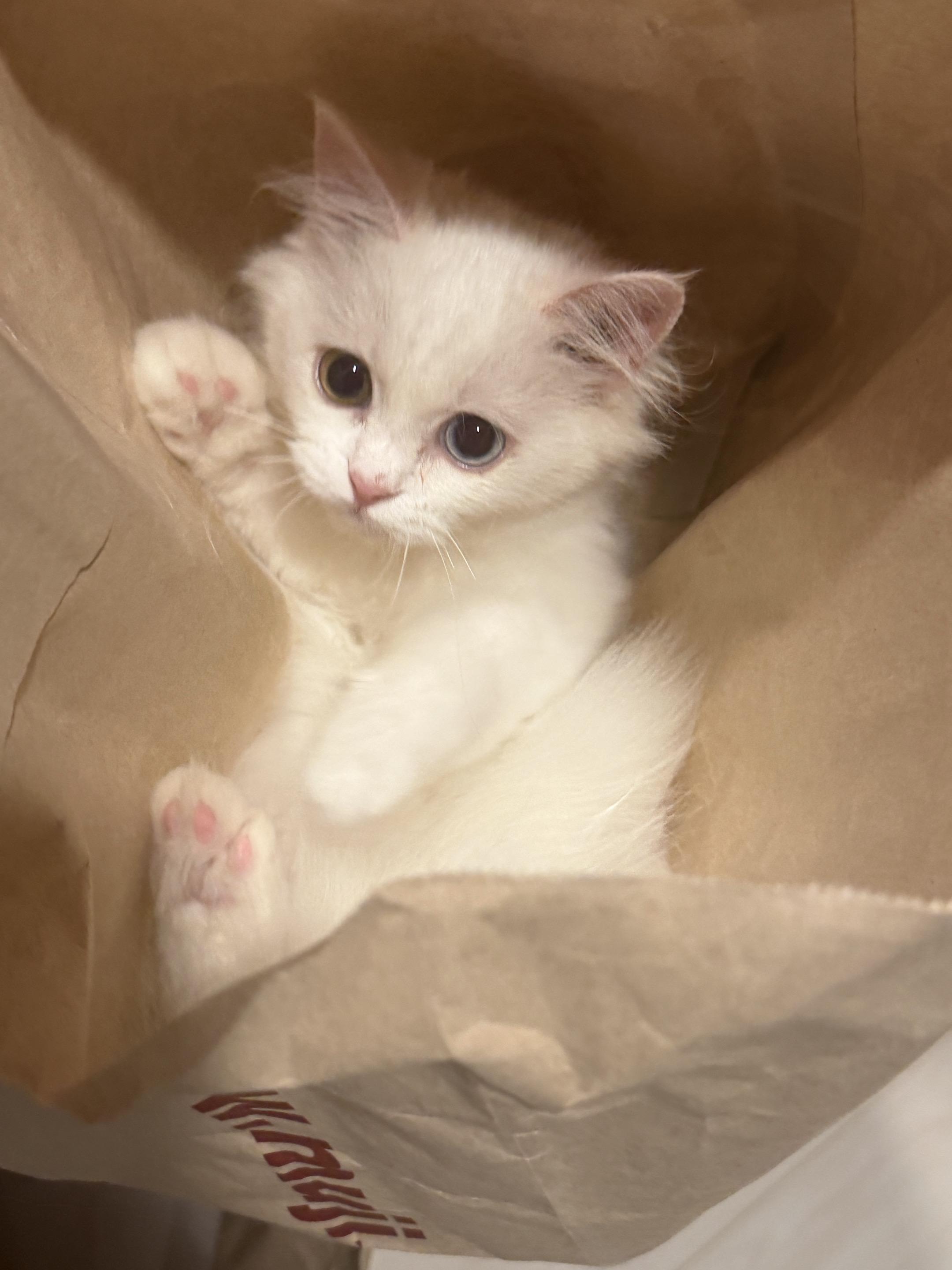 已成猫妈。 太萌了咋办。