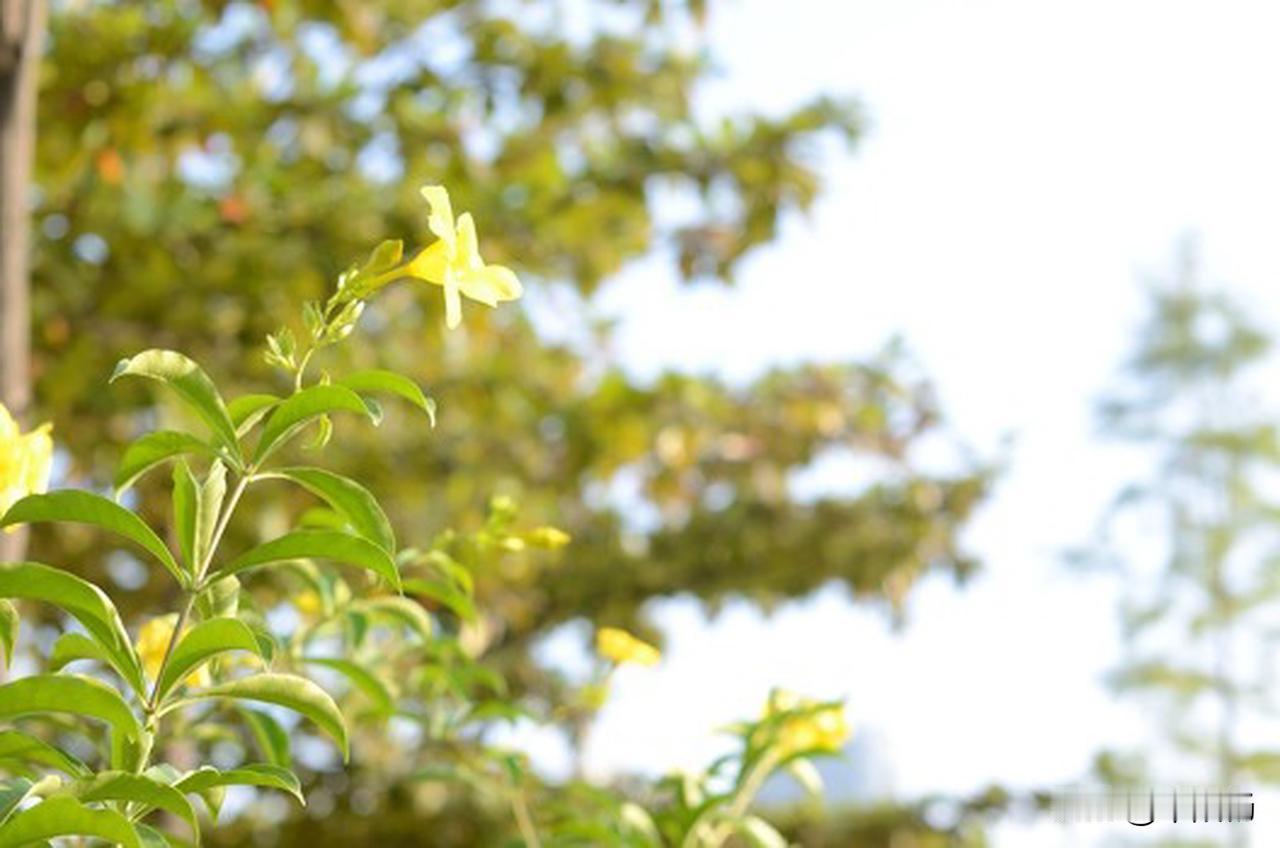 是误打误撞，还是学以致用？一高中生为外教号脉后准确说出其消化问题。

这号脉结果