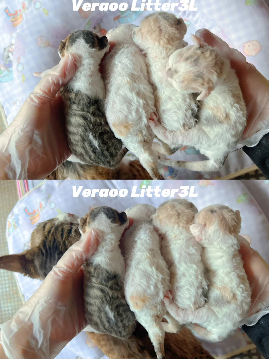 羊毛毡宝宝~羊毛毡宝宝耶!!!｜德文卷毛猫